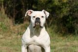 BOULEDOGUE AMERICAIN 311